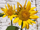 立体摄影:向日葵