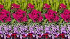 花
